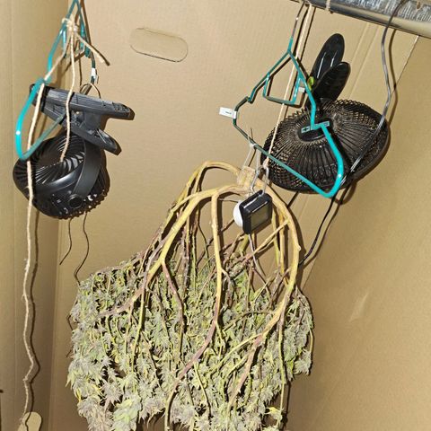 Tropicanna Poison F1 #2 growlog timeline photo