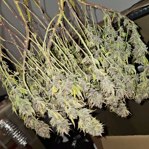 Tropicanna Poison F1 #2 growlog timeline photo