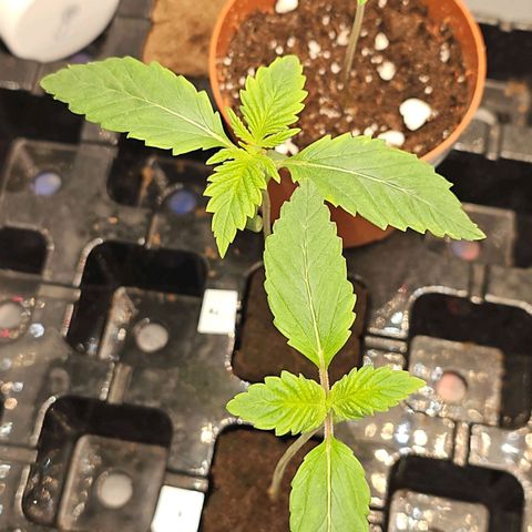 Mimosa #1 growlog timeline photo