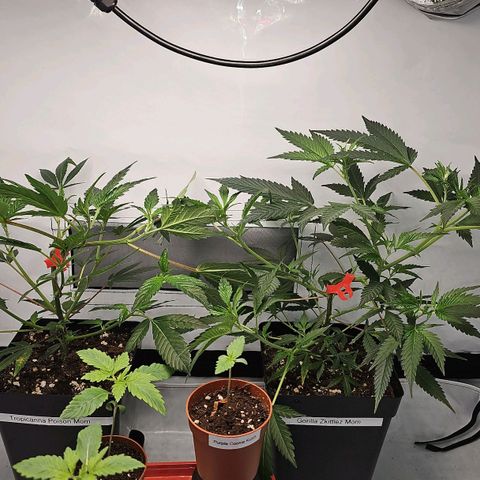 Mimosa #1 growlog timeline photo