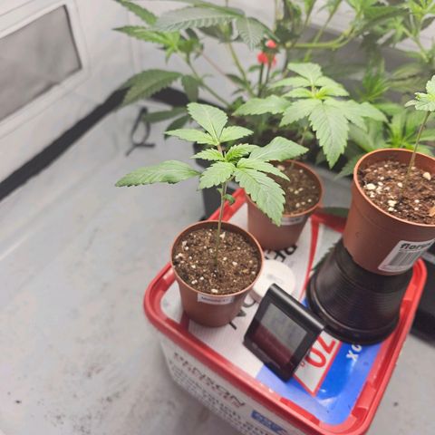 Mimosa #1 growlog timeline photo