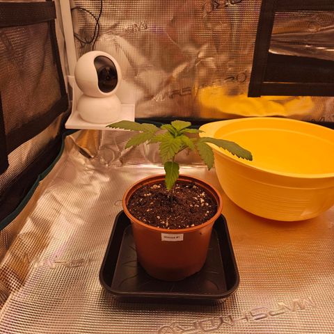 Mimosa #1 growlog timeline photo