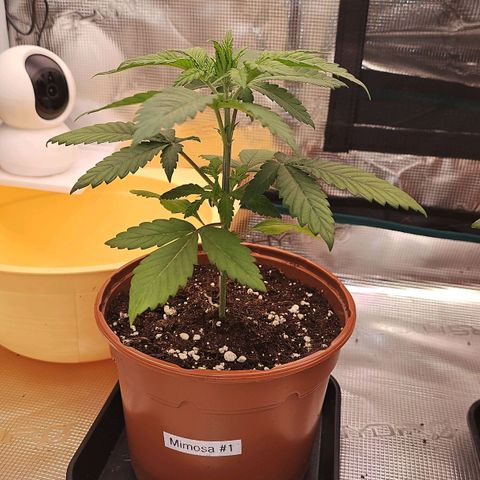 Mimosa #1 growlog timeline photo