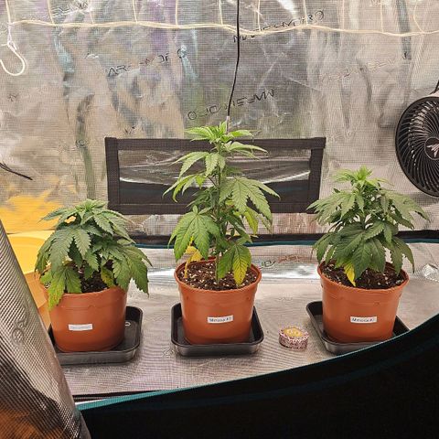 Mimosa #1 growlog timeline photo