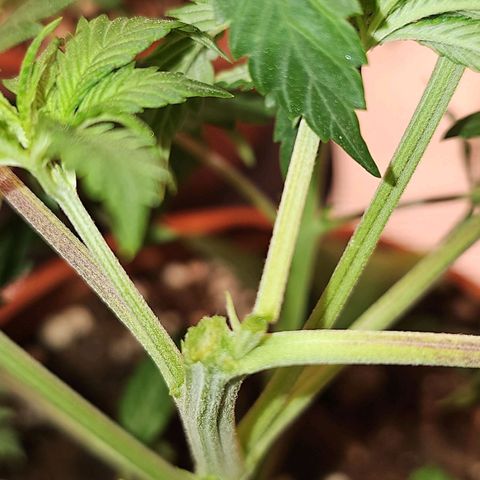 Mimosa #1 growlog timeline photo