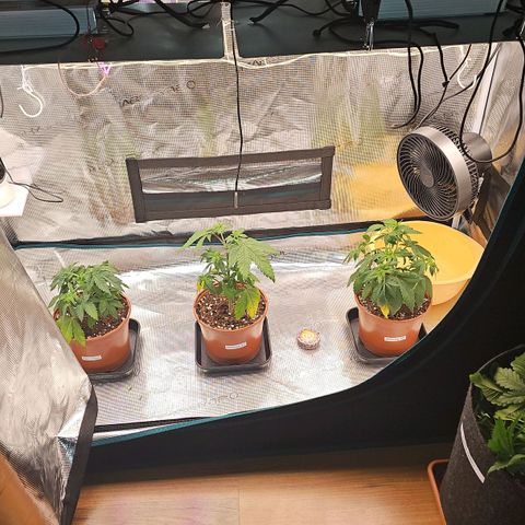 Mimosa #1 growlog timeline photo