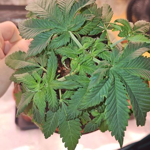 Mimosa #1 growlog timeline photo