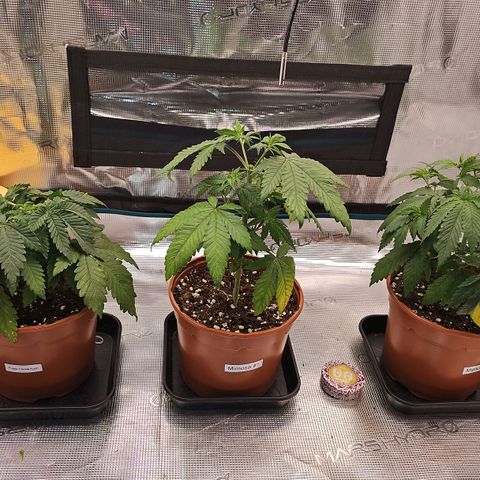 Mimosa #1 growlog timeline photo