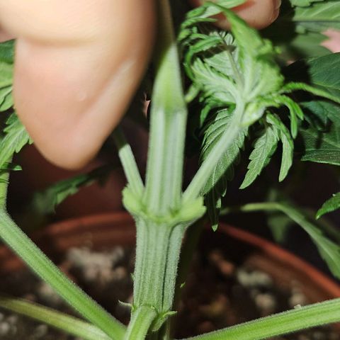 Mimosa #1 growlog timeline photo