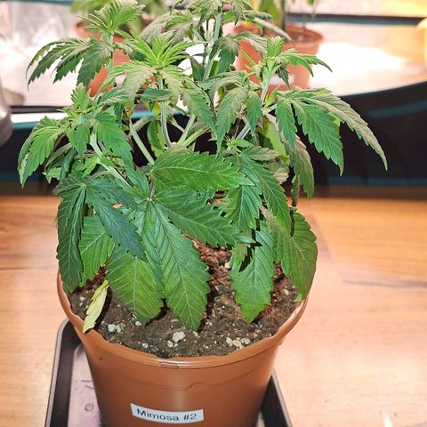 Mimosa #1 growlog timeline photo