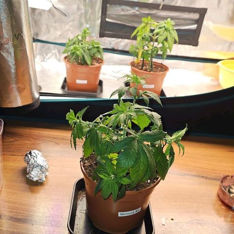 Mimosa #1 growlog timeline photo