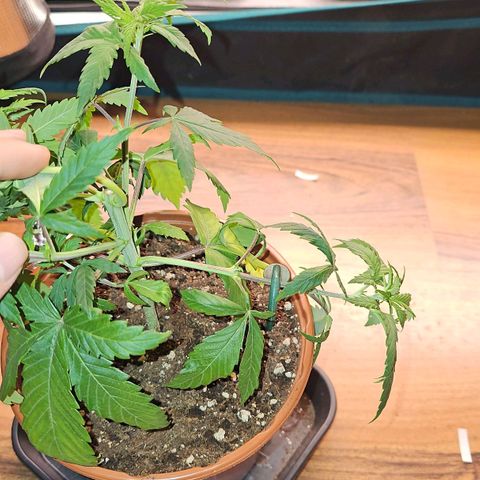 Mimosa #1 growlog timeline photo
