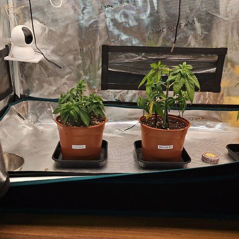 Mimosa #1 growlog timeline photo