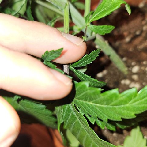 Mimosa #1 growlog timeline photo
