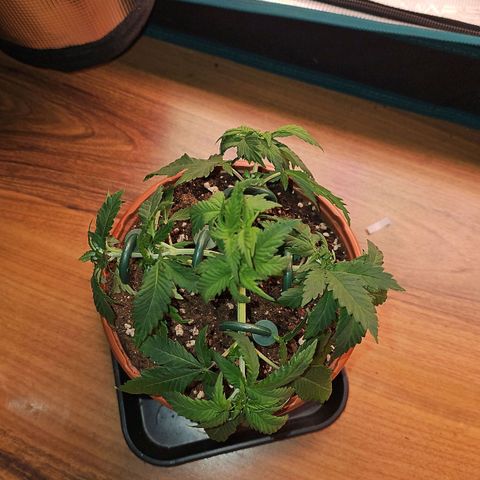 Mimosa #1 growlog timeline photo