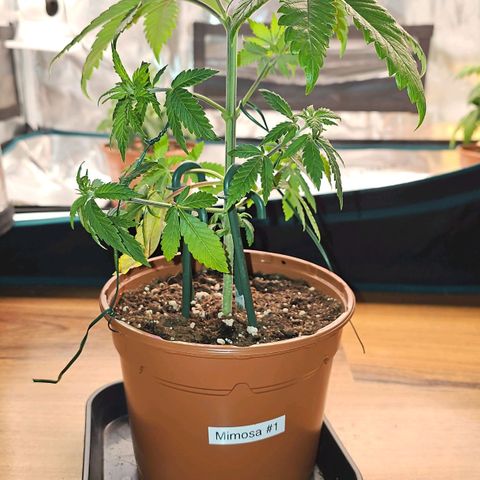 Mimosa #1 growlog timeline photo