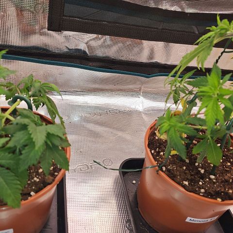 Mimosa #1 growlog timeline photo