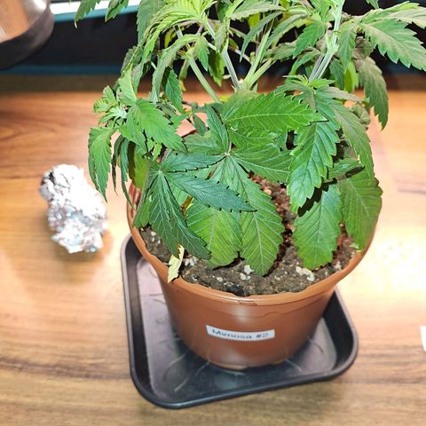 Mimosa #1 growlog timeline photo