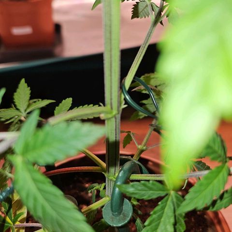 Mimosa #1 growlog timeline photo