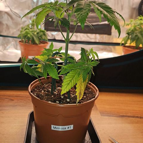 Mimosa #1 growlog timeline photo