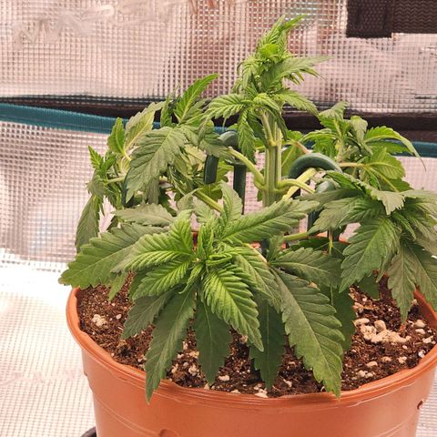 Mimosa #1 growlog timeline photo