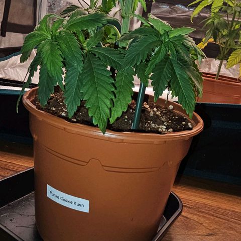 Mimosa #1 growlog timeline photo