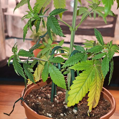 Mimosa #1 growlog timeline photo