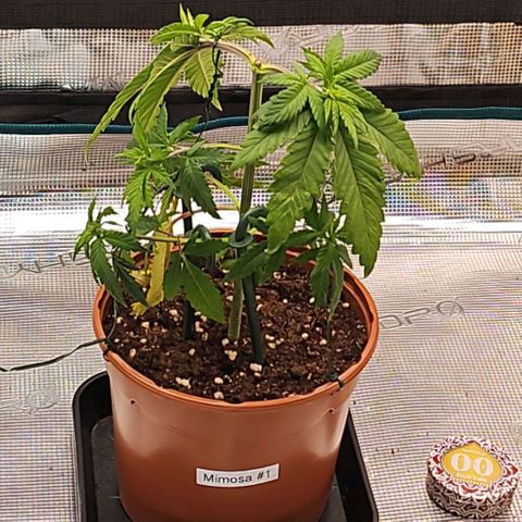Mimosa #1 growlog timeline photo