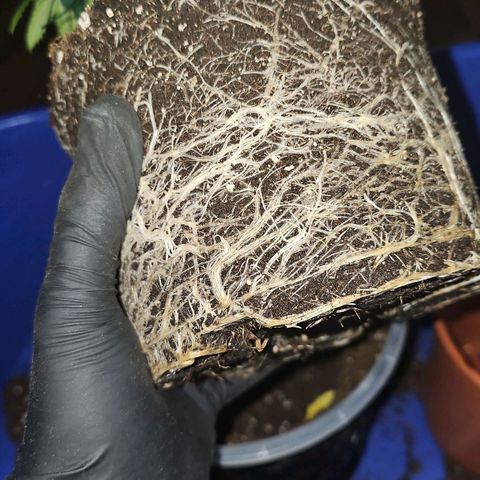 Mimosa #1 growlog timeline photo