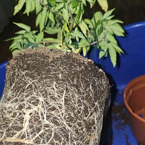 Mimosa #1 growlog timeline photo