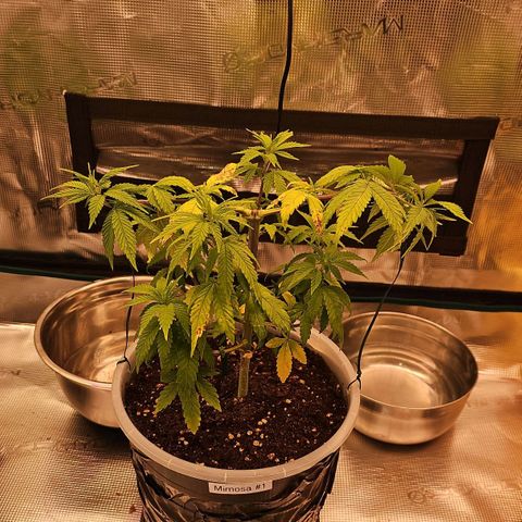 Mimosa #1 growlog timeline photo