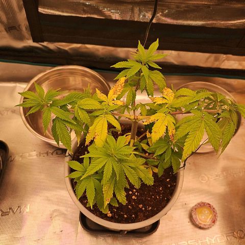 Mimosa #1 growlog timeline photo