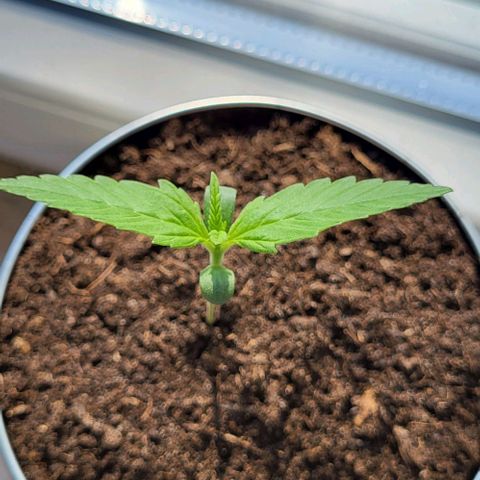 Auto AK growlog timeline photo
