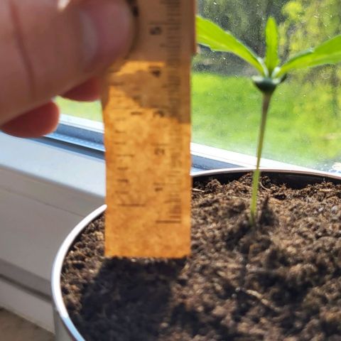 Auto AK growlog photo: Tag 6 nach Keimung 