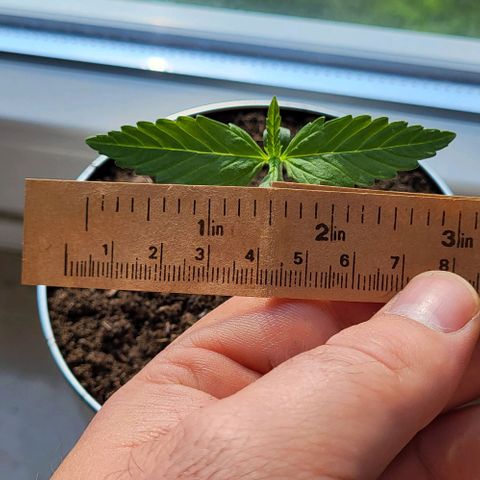 Auto AK growlog photo: Tag 6 nach Keimung 