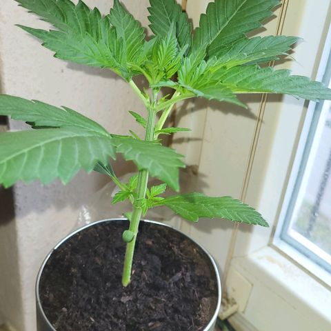 Auto AK growlog photo: Gestern wieder mit nem viertel der empfohlen Menge Hesi gedüngt sie macht sich gut 👍🏻 