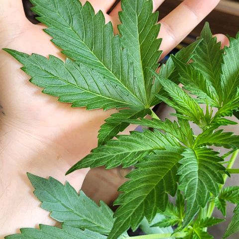 Auto AK growlog photo: Dieser Geruch 🤤