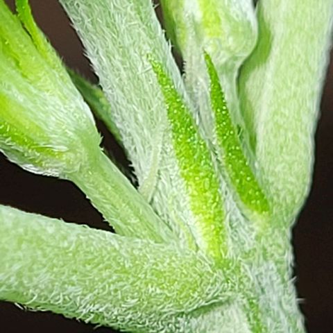 Auto AK growlog photo: Dieser Geruch 🤤