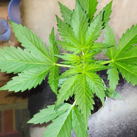 Auto AK growlog photo: Dieser Geruch 🤤