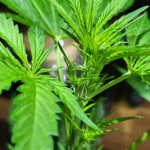 Auto AK growlog photo: Beginn Blütephase