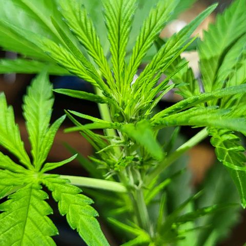 Auto AK growlog photo: Beginn Blütephase