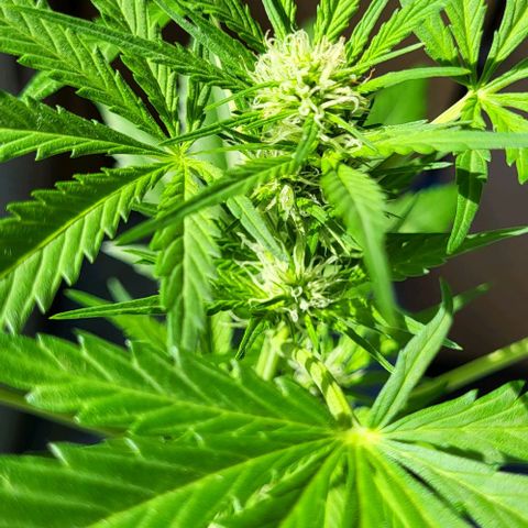 Auto AK growlog photo: Es geht vorran 