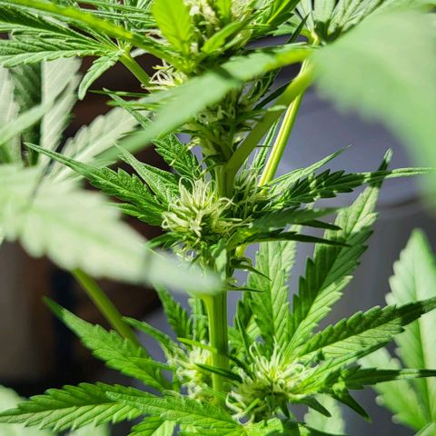 Auto AK growlog photo: Es geht vorran 