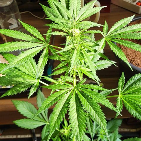 Auto AK growlog photo: Es geht vorran 