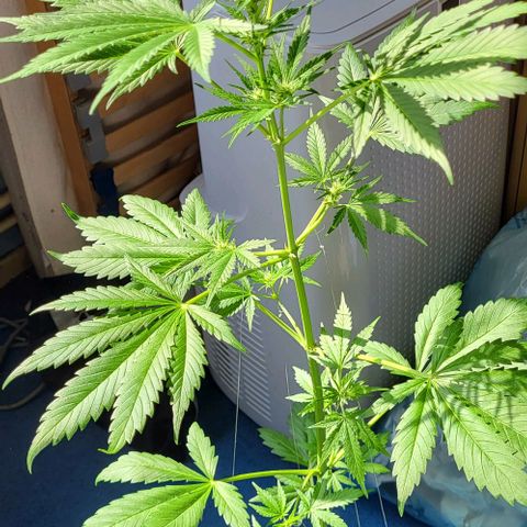 Auto AK growlog photo: Es geht vorran 