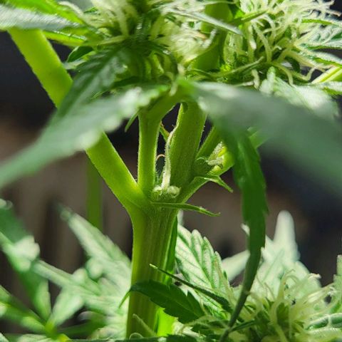 Auto AK growlog photo: Tag 50 nach Keimung 