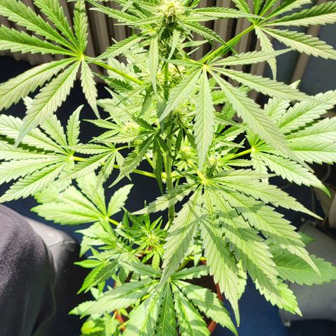 Auto AK growlog photo: Tag 50 nach Keimung 