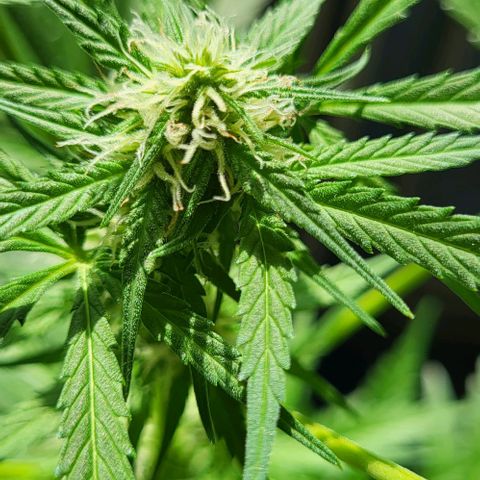 Auto AK growlog photo: Tag 50 nach Keimung 