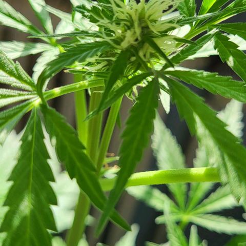 Auto AK growlog photo: Tag 50 nach Keimung 