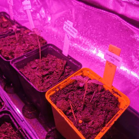 White Widow Auto growlog timeline photo